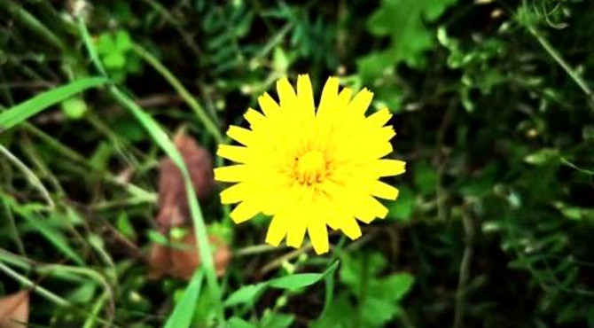悠然美景：春天万物生长，百花盛开