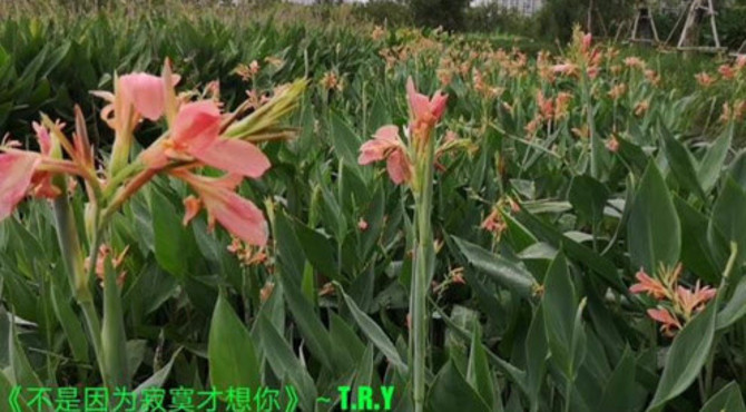 游美丽的海口美舍河凤翔湿地公园，配曲《不是因为寂寞才想你》