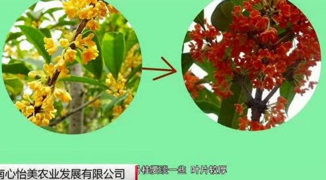 金桂花的介绍