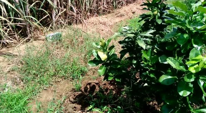 润心植保试验示范-柑橘挖土看根-来宾润心农业