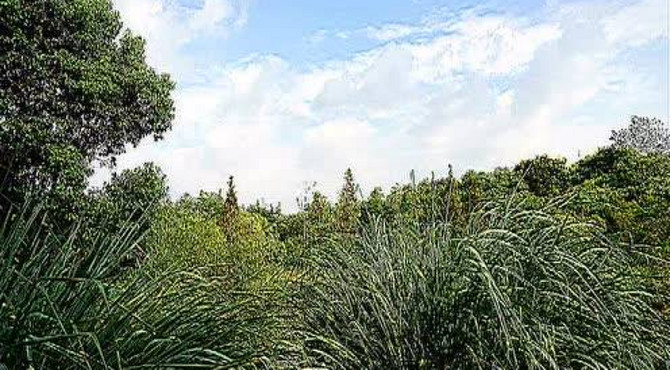 上海吴淞炮台湾湿地森林公园