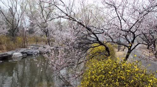 北京植物园桃花溪