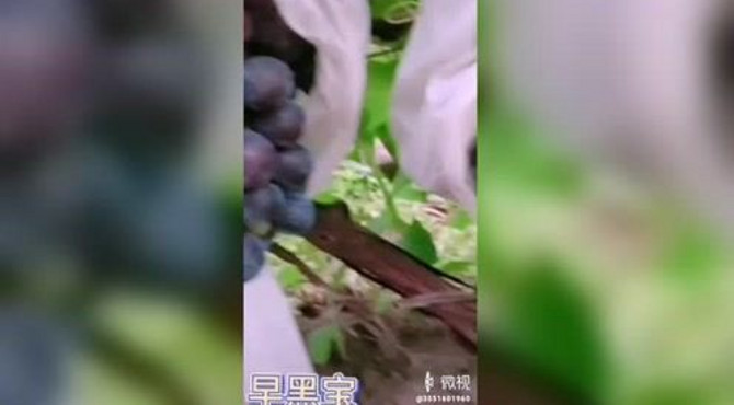农科院果树所研究的早黑宝