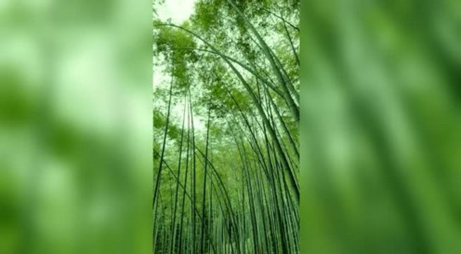 盈盈翠竹，新竹高于旧竹枝