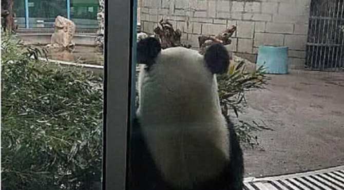 熊猫馆禁止依靠，大熊猫却公开违反规定，饲养员：谁让人家是国宝
