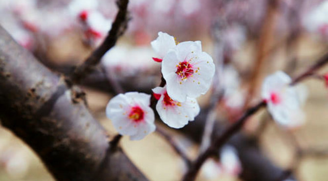 《春暖花开》花家湾杏花