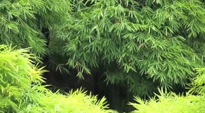 莲花寺风景视频