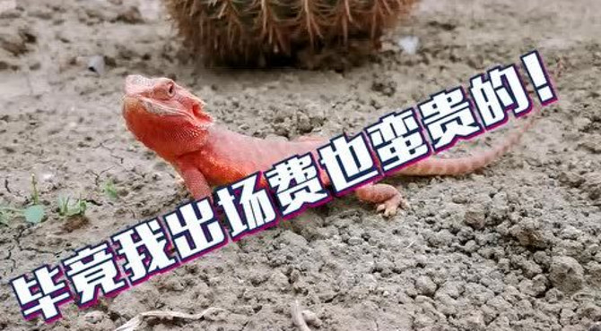 北京大兴亲子游的动物园，绿得金·自然BOX·科普乐园-蜥蜴篇