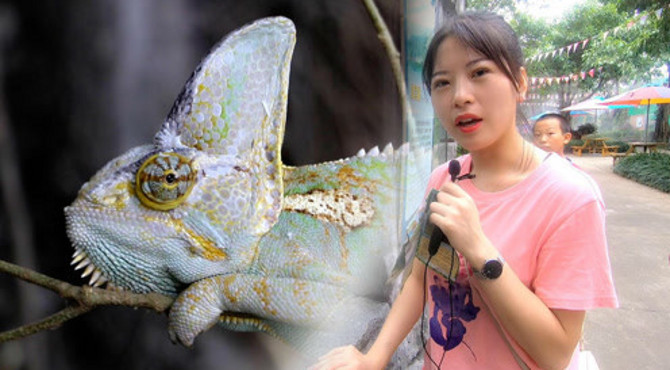广州飞鸟乐园：中国最大的生态湿地公园，各类珍稀动物让人大开眼界