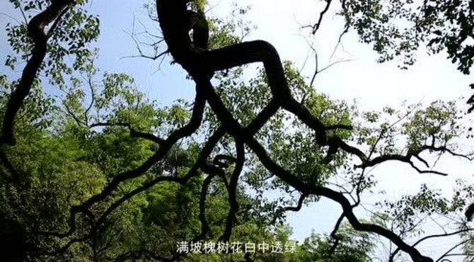 古寺古街古记忆——洋口旅游宣传片