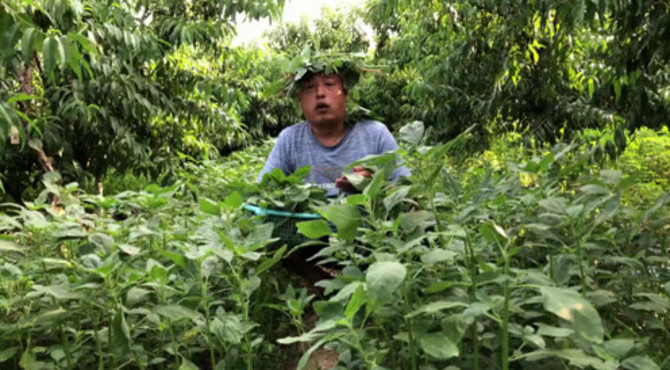 农村野菜种类很多，今天介绍的这种各方面都特别好，值得大家收藏