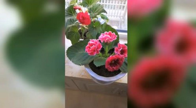 夫妻海棠和芙蓉花的如何施肥？