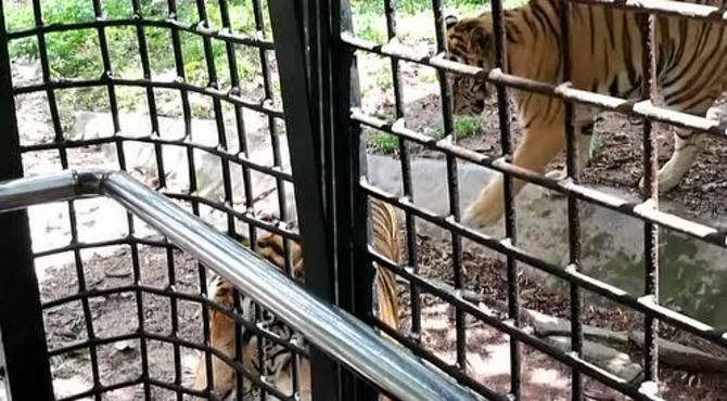 深圳野生动物园喂老虎