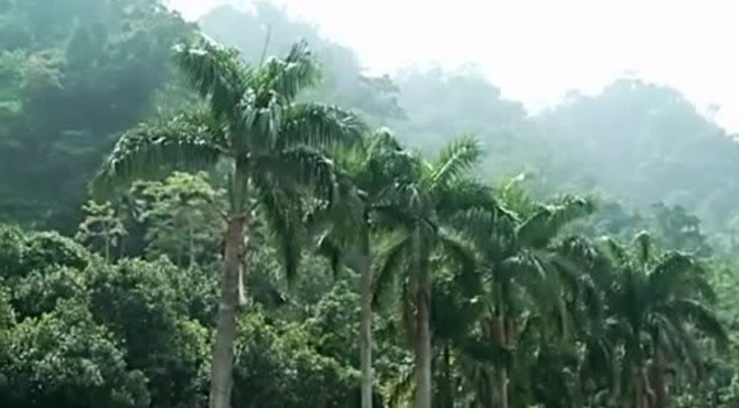 旅游名胜：台湾著名旅游风景区阿里山