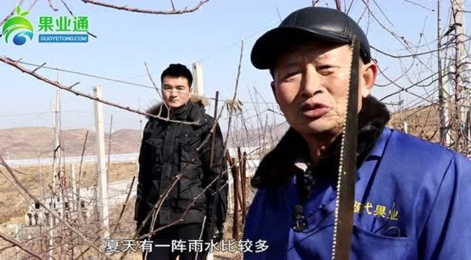 三年生倒挂式塔松形修剪技术
