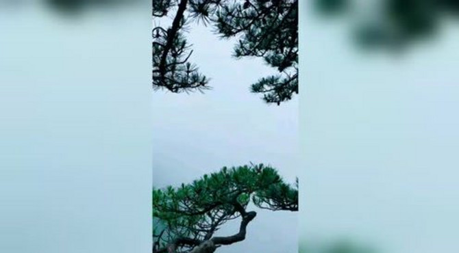 迎客松的风景