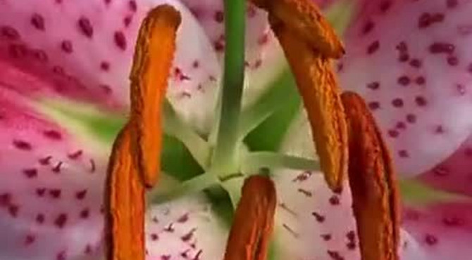 大自然之美，百花齐放