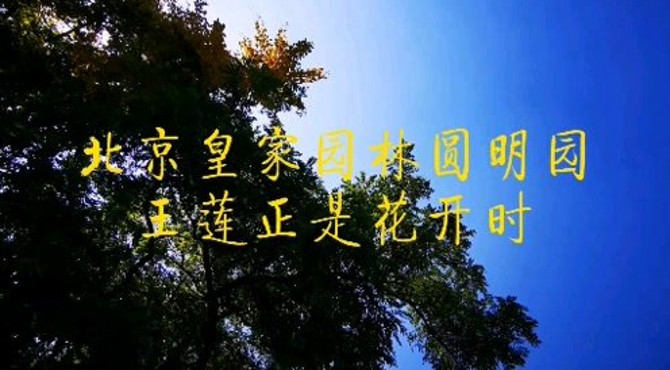 北京影像精选：万园之园圆明园的王莲已花开欣赏正当时