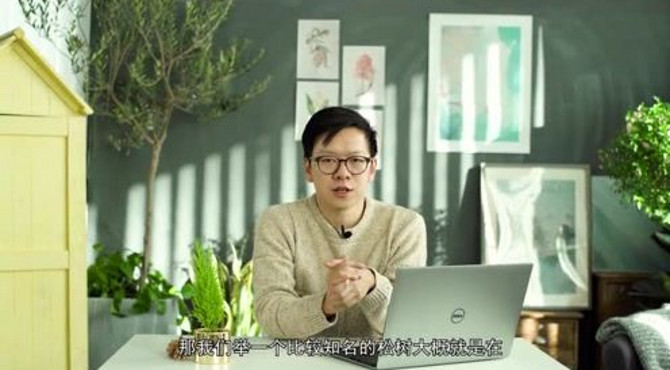 松树和柏树的区别是什么