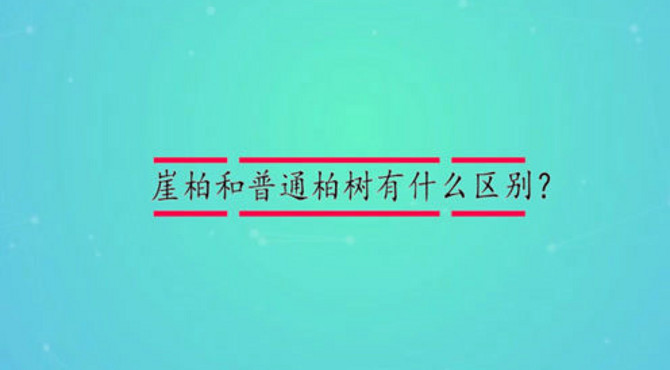 崖柏和普通柏树有什么区别？