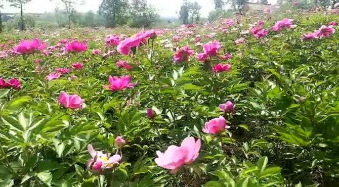 魅力长水芍药花