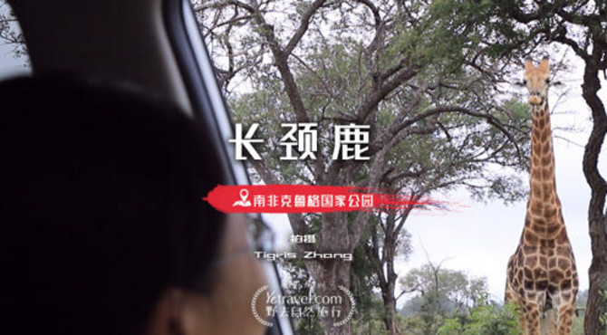 野生长颈鹿的分类和特点