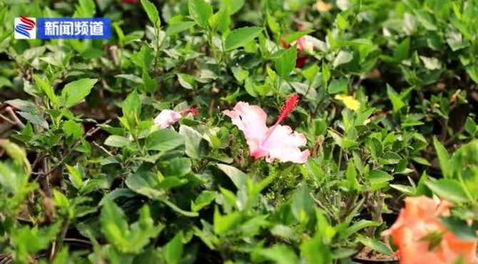 大营村花卉花卉花卉花卉