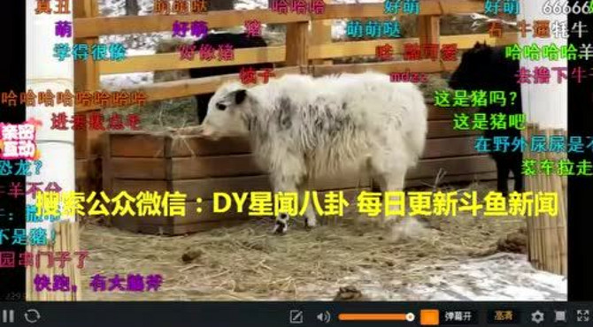 钱小佳逛长春东北虎园