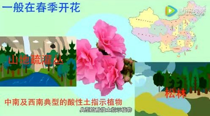 杜鹃花的知识介绍