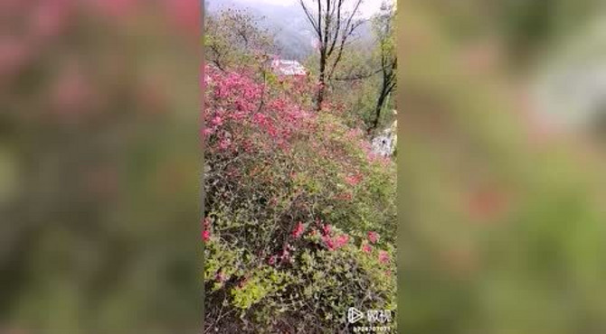 河南鲁山：平沟漫山红杜鹃，花开正艳等你来