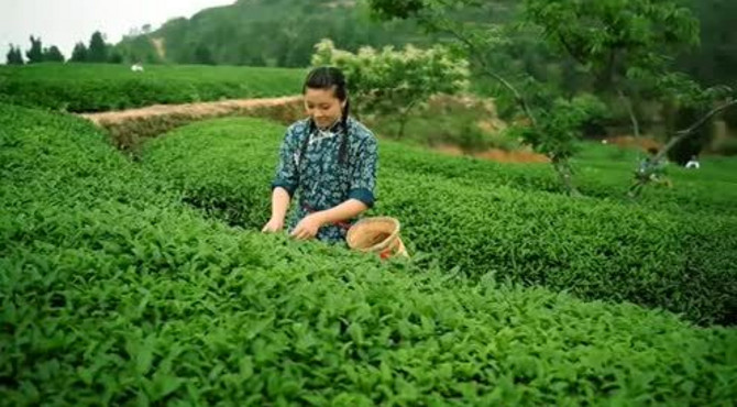 东润红福茶文化