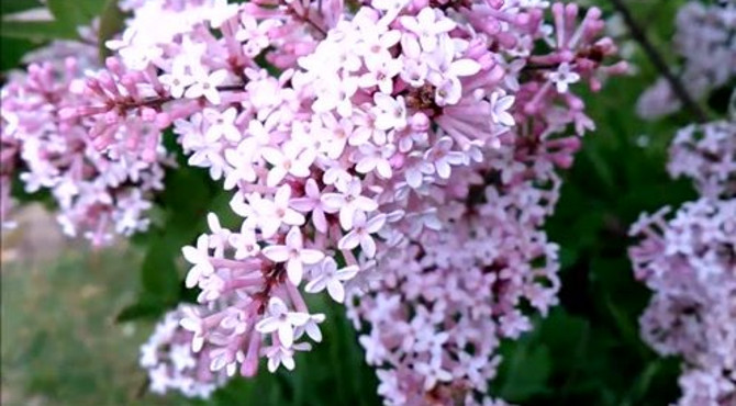 天国之花丁香花欣赏，芳香四溢，庄重典雅