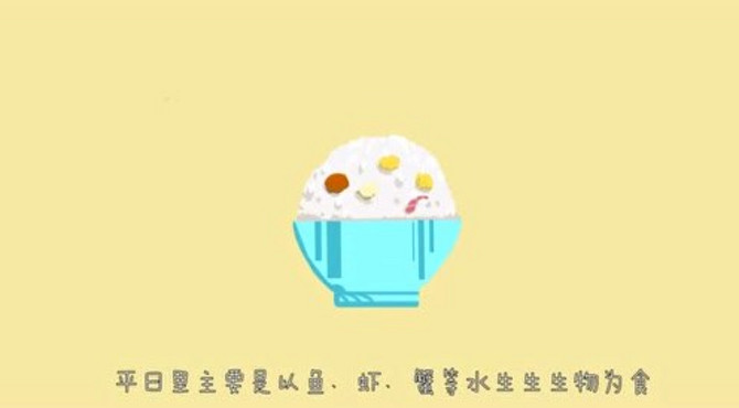 火烈鸟的红-科普视频