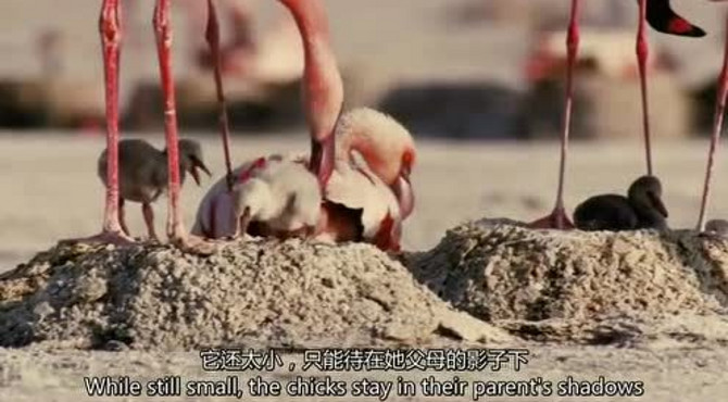 红色翅膀：神秘火烈鸟