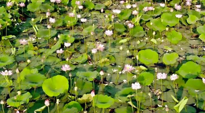 兴十四村荷花湖