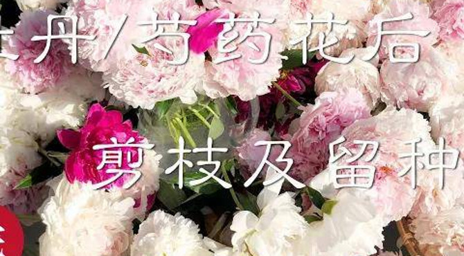 【彬彬有院】花 •167牡丹芍药花后修剪及留种----介绍一些我的经验和大家分享