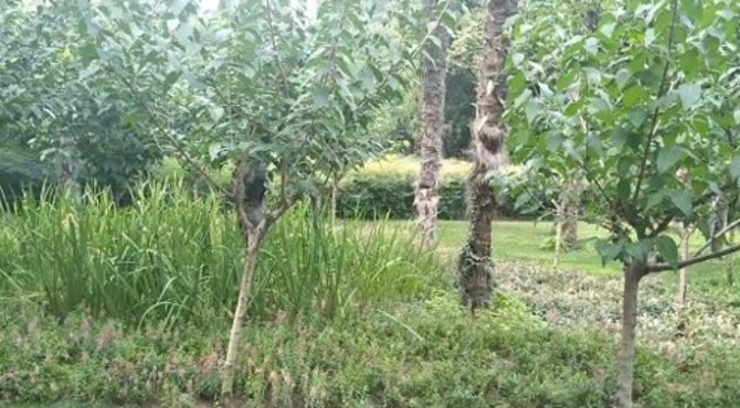 绿荫公园 ，早上很多人来晨练