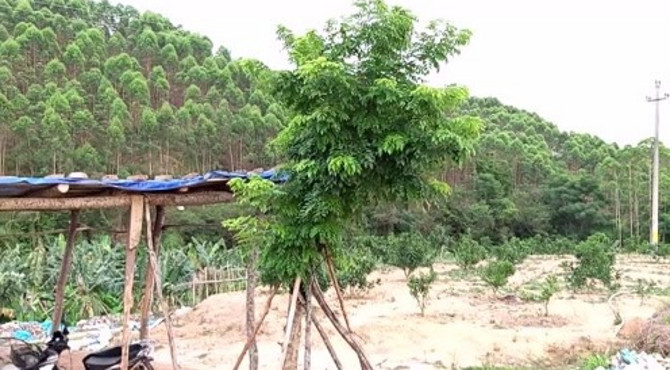 视频给大家介绍海南黄花梨树是什么样子的？不懂黄花梨树的要看看！