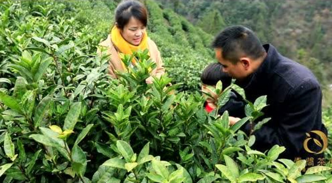 黄花云间介绍片