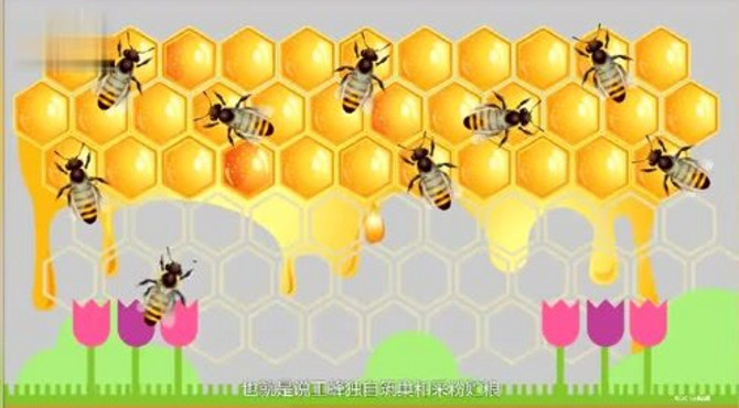 【科普】蜜蜂的生活习性
