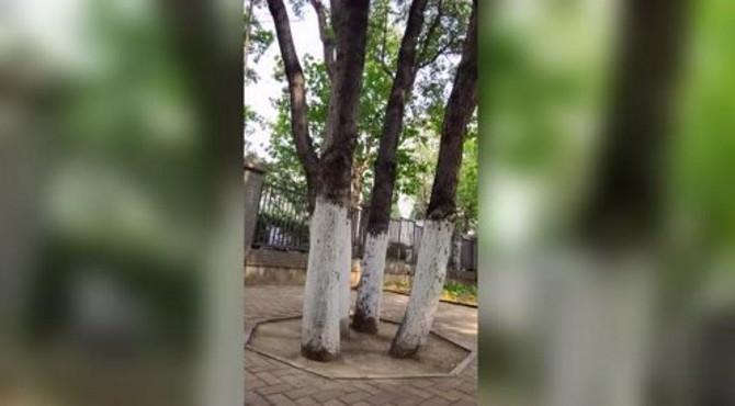 马家堡林枫花园：七木合抱，蔚然成林