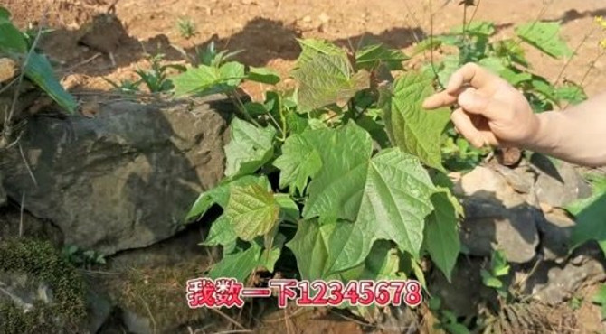 带大家认识一下八角枫，又叫白龙须，贵州常见，它的用处非常大！