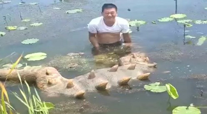 叔叔藕塘挖到一个超大型莲藕，笑的都停不下来！
