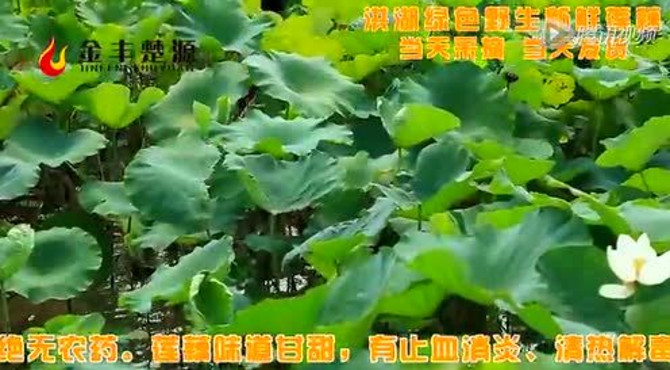 洪湖莲藕介绍
