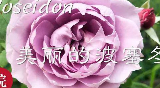 【彬彬有院】花 •270玫瑰/月季学习笔记,介绍一款耐寒耐病害的玫瑰/月季------波塞冬(poseidon