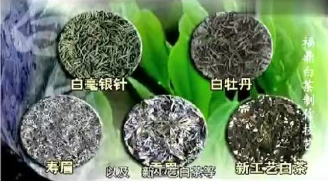 福鼎白茶介绍