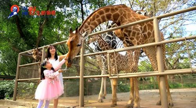 深圳野生动物园欢乐游园会