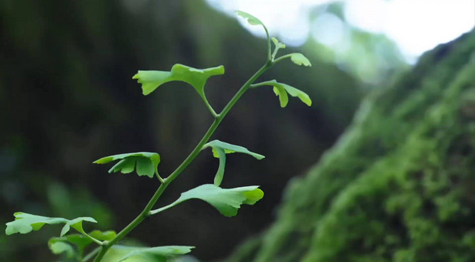 [紀錄片]影響世界的中國植物8