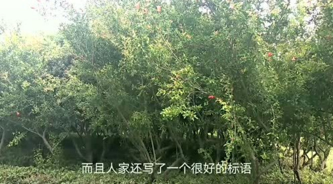 苏州的公园种了这么多石榴树，值得推荐，表示多种些水蜜桃更好！