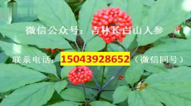 长白山人参宣传片【官】